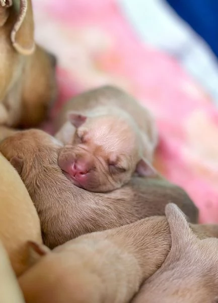 Cuccioli Pitbull | Foto 6