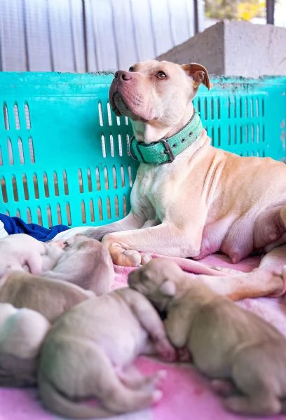 Cuccioli Pitbull | Foto 5