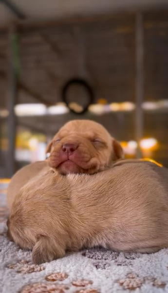 Cuccioli Pitbull | Foto 4