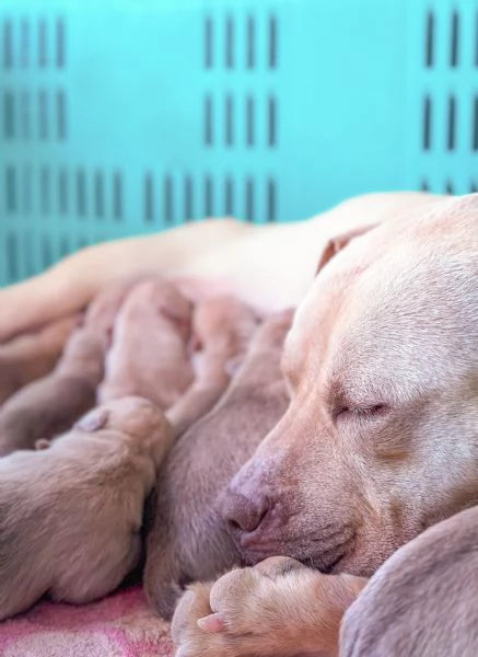 Cuccioli Pitbull | Foto 3