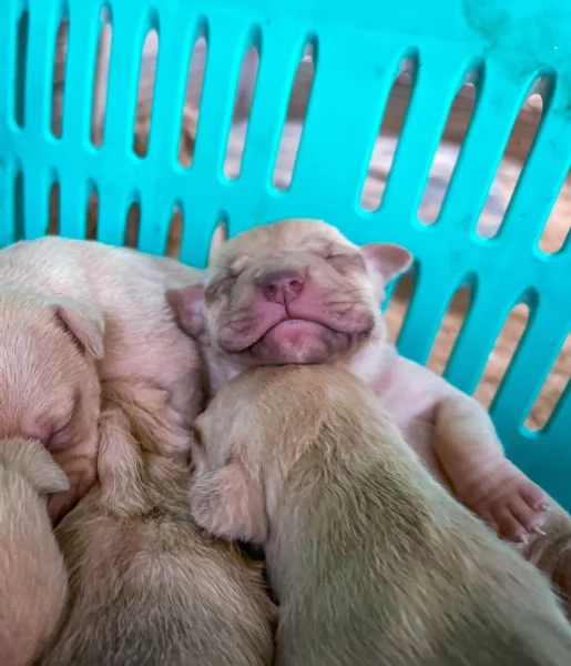 Cuccioli Pitbull | Foto 2