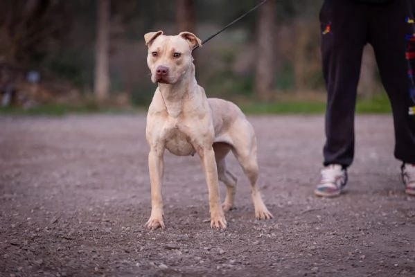 Cuccioli Pitbull | Foto 1