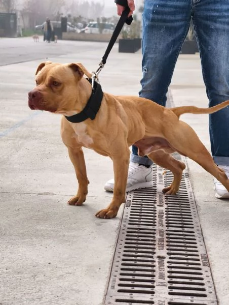 Cuccioli Pitbull | Foto 0