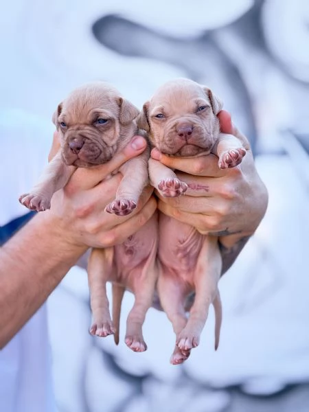 Cuccioli Pitbull