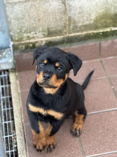 Cuccioli Rottweiler  | Foto 3