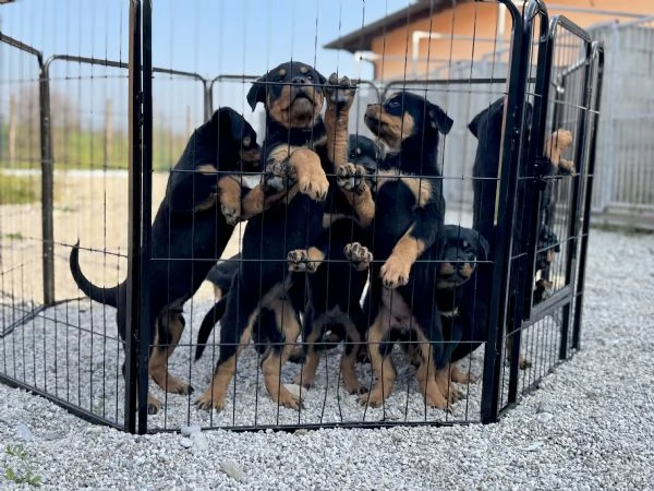 Cuccioli Rottweiler  | Foto 2