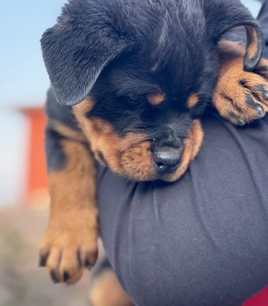 Cuccioli Rottweiler  | Foto 1