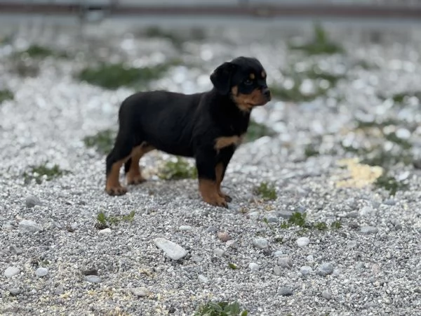 Cuccioli Rottweiler  | Foto 0