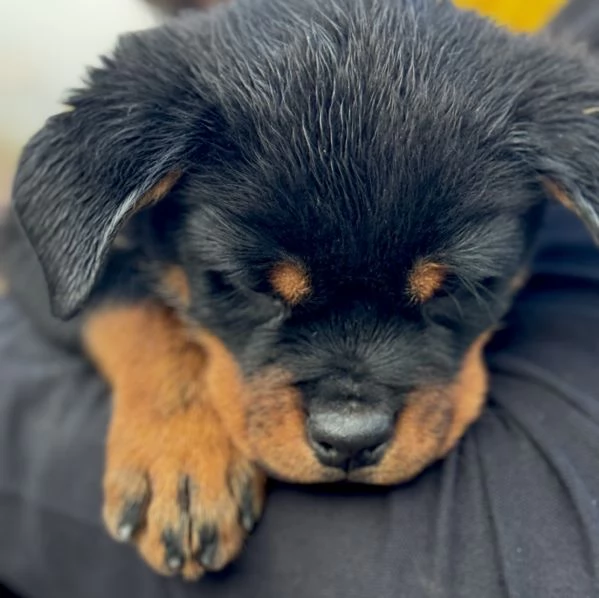 Cuccioli Rottweiler 