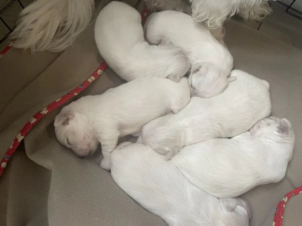 Maltesi | Foto 0