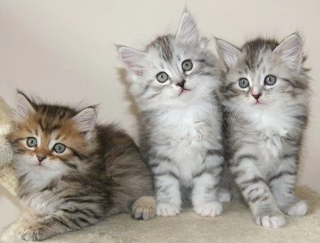 Gattini siberiani in adozione | Foto 0