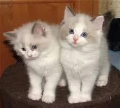 Bellissimi gattini Ragdoll in regalo | Foto 0