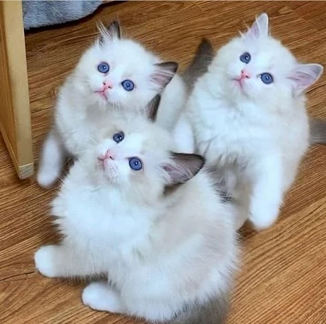 Bellissimi gattini Ragdoll in regalo