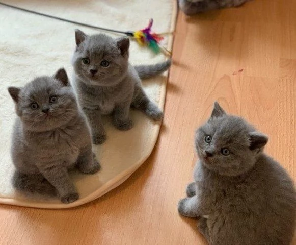 graziosi gattini British Shorthair