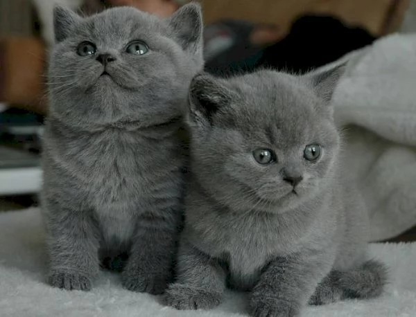 graziosi gattini British Shorthair | Foto 0