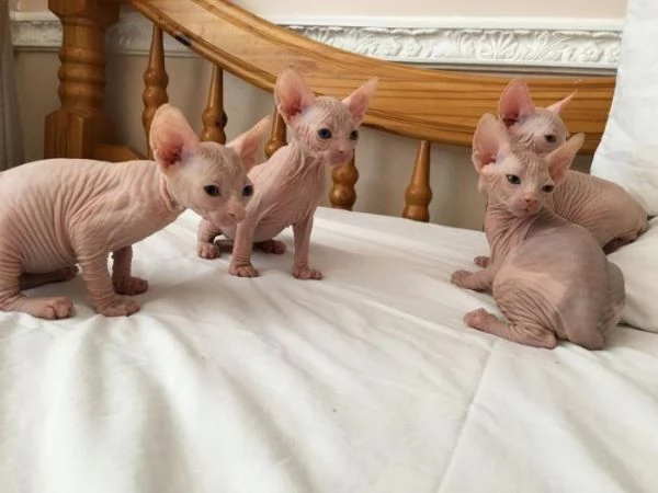 Gattini Sphynx in cerca di adozione