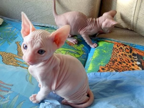 Gattini Sphynx in cerca di adozione | Foto 0