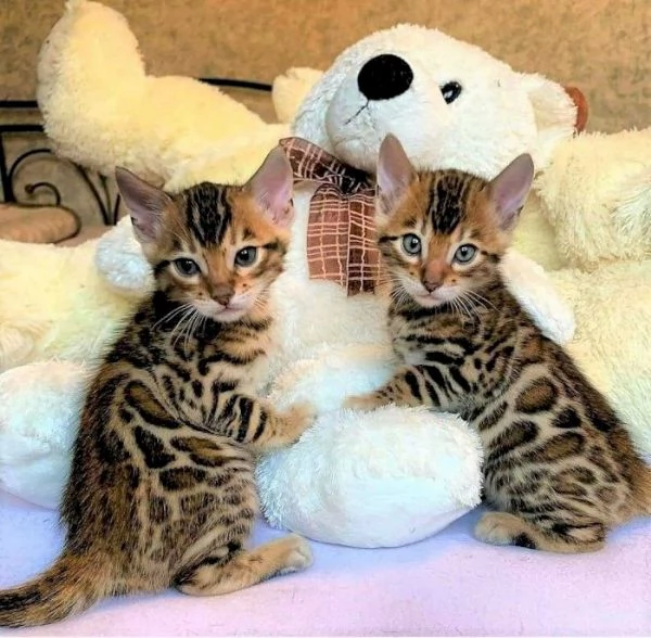 Fantastici gattini del Bengala in cerca di adozione