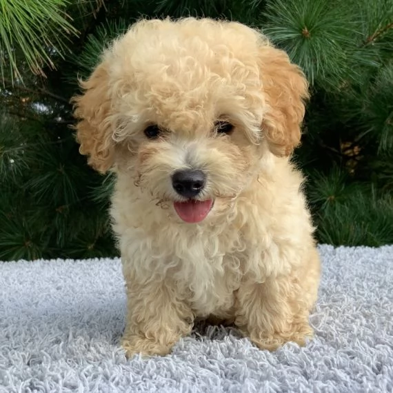 cuccioli di barboncino femminucce e maschietti disponibili  i cuccioli sono vaccinati sverminati ci