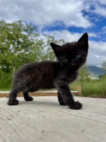 Regalo 4 gattini 