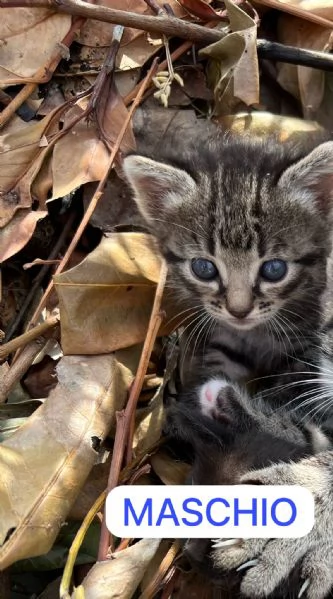 Regalo 4 gattini  | Foto 2