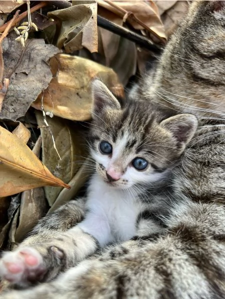 Regalo 4 gattini  | Foto 1