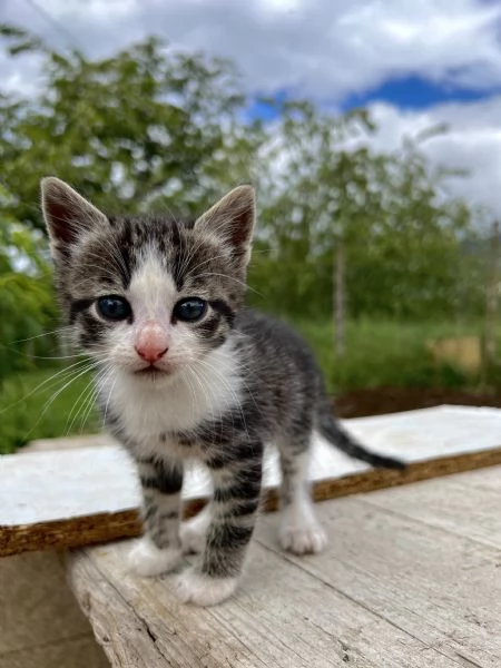 Regalo 4 gattini  | Foto 0