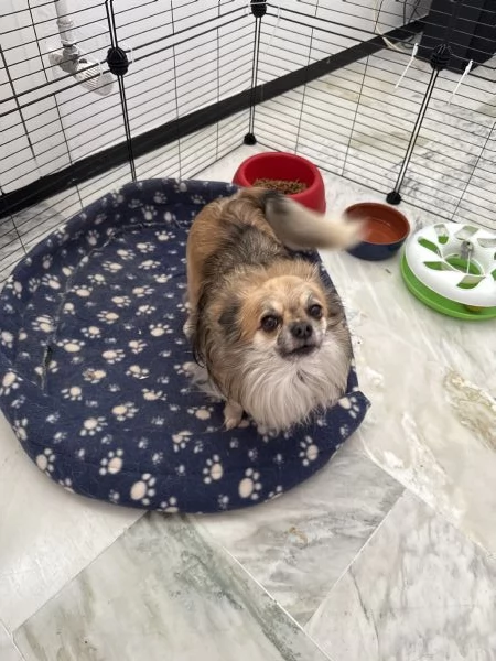 Chihuahua maschio pelo lungo 