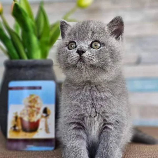 Gatti British shorthair