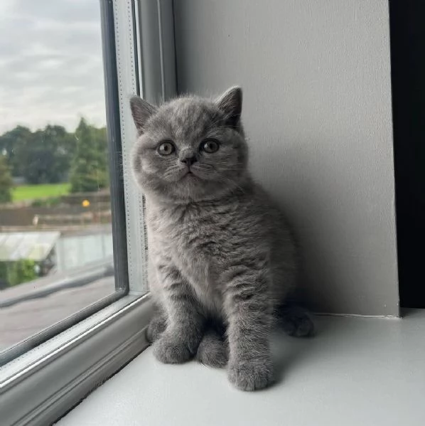Due meravigliose British shorthair