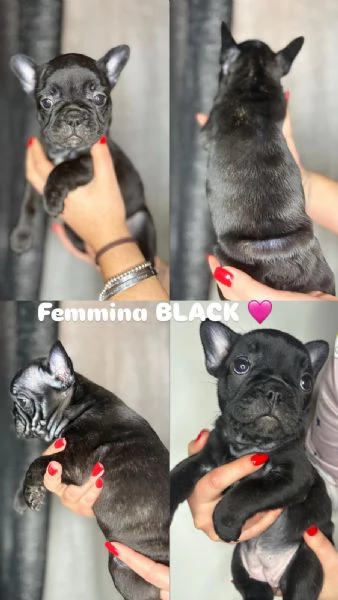 Bulldog francese  | Foto 2
