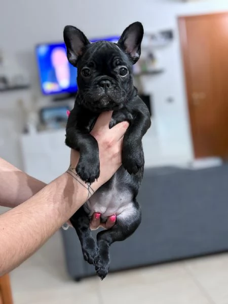 Bulldog francese  | Foto 1