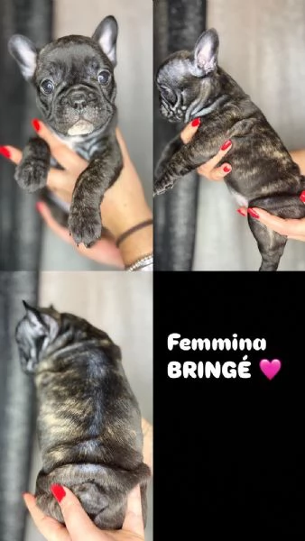 Bulldog francese  | Foto 0