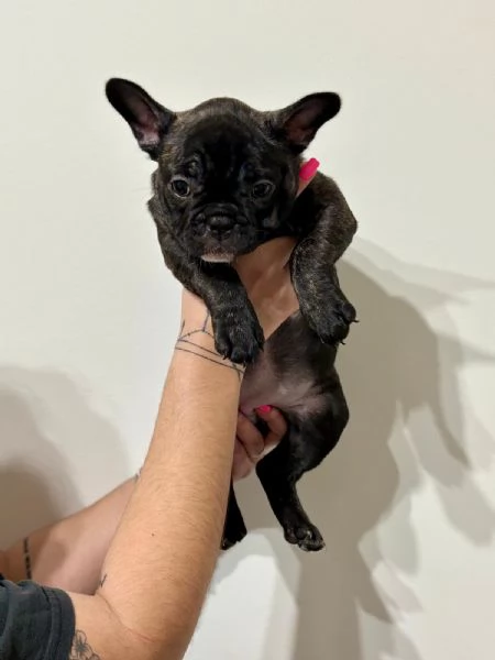 Bulldog francese 