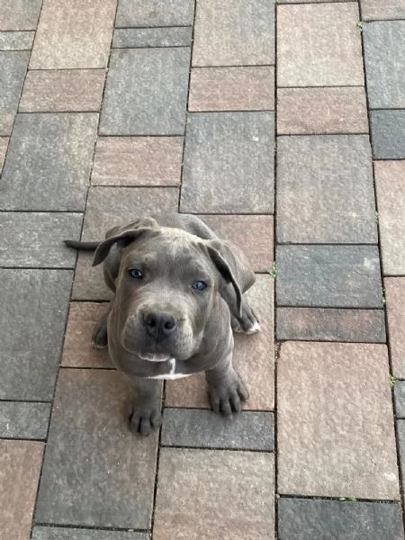Cuccioli cane corso 