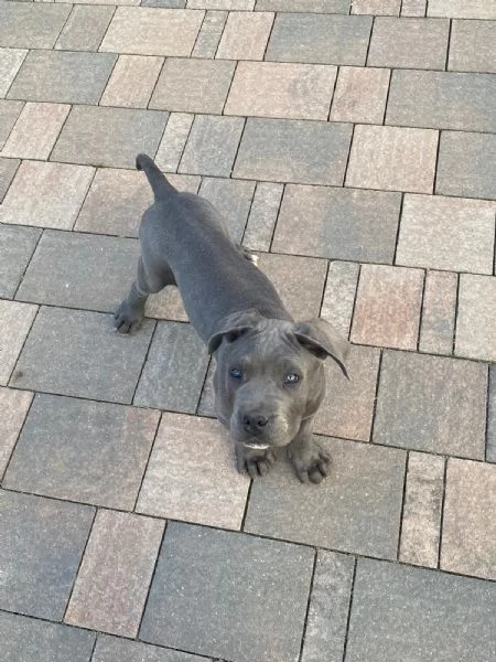 Cuccioli cane corso  | Foto 1