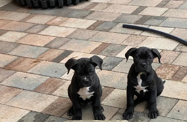 Cuccioli cane corso  | Foto 0