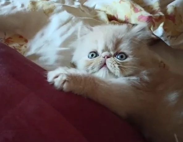 Persiano crema cucciolo gattino meraviglioso | Foto 4