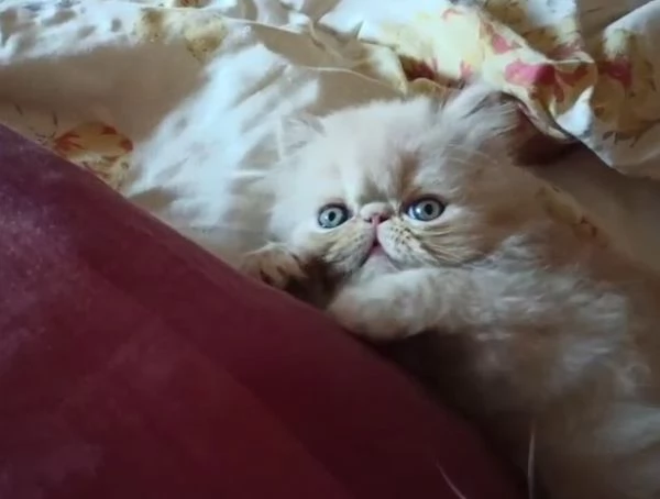 Persiano crema cucciolo gattino meraviglioso | Foto 3