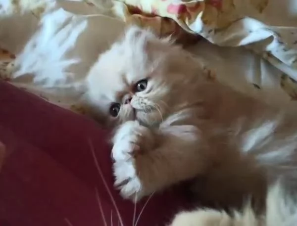 Persiano crema cucciolo gattino meraviglioso | Foto 2