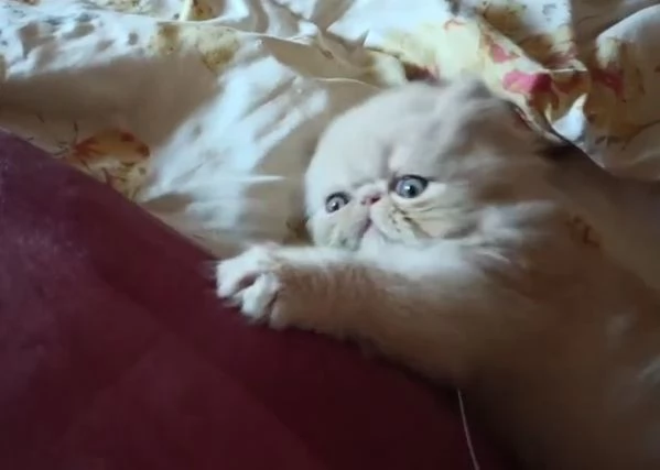 Persiano crema cucciolo gattino meraviglioso | Foto 1