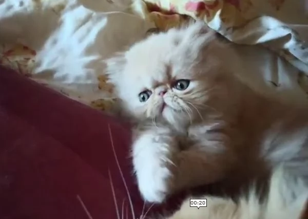 Persiano crema cucciolo gattino meraviglioso | Foto 0