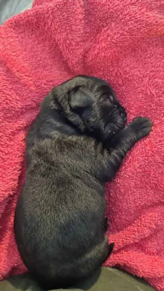 Cuccioli Labrador Retriever neri Disponibili