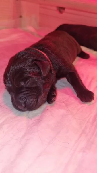 Cuccioli Labrador Retriever neri Disponibili | Foto 3
