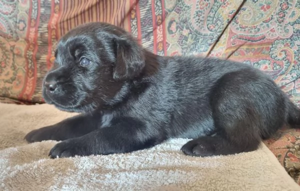 Cuccioli Labrador Retriever neri Disponibili | Foto 3