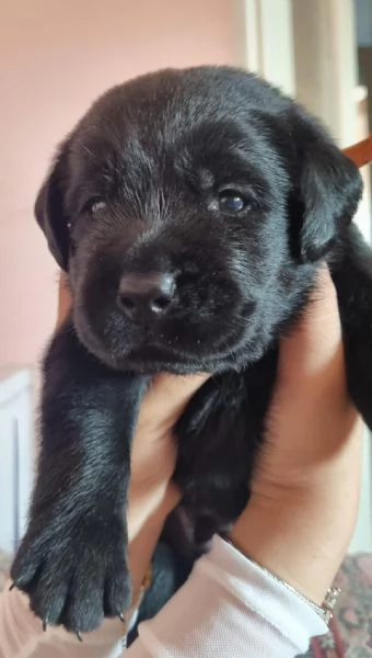 Cuccioli Labrador Retriever neri Disponibili | Foto 2