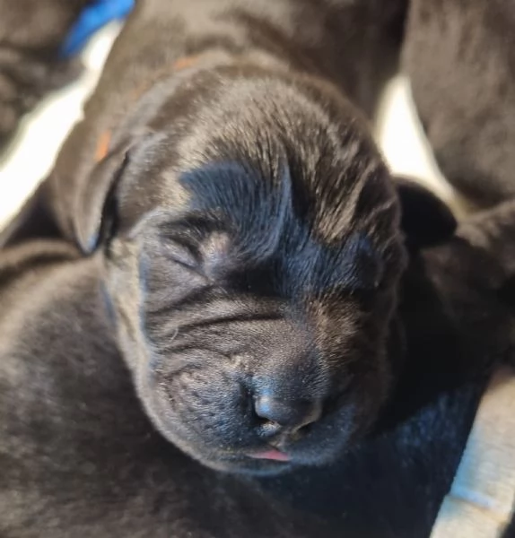 Cuccioli Labrador Retriever neri Disponibili | Foto 1