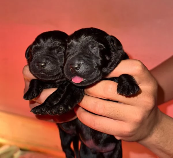 Cuccioli Labrador Retriever neri Disponibili
