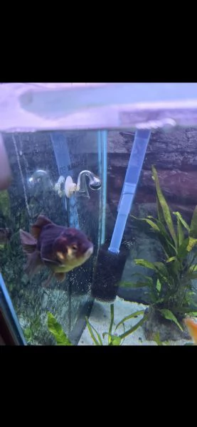 Oranda | Foto 1