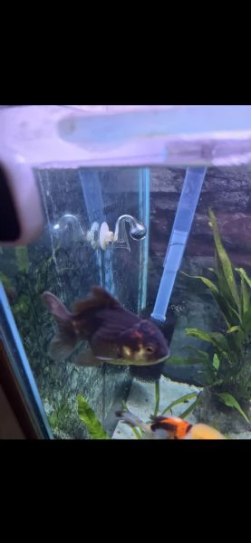 Oranda | Foto 0
